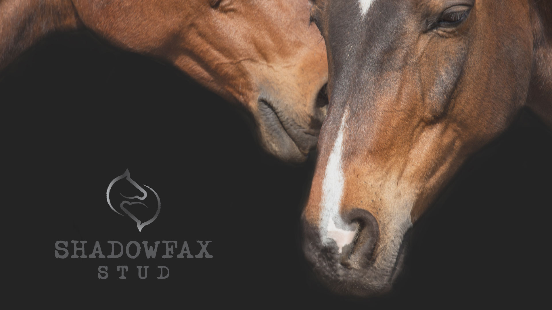header_shadowfax